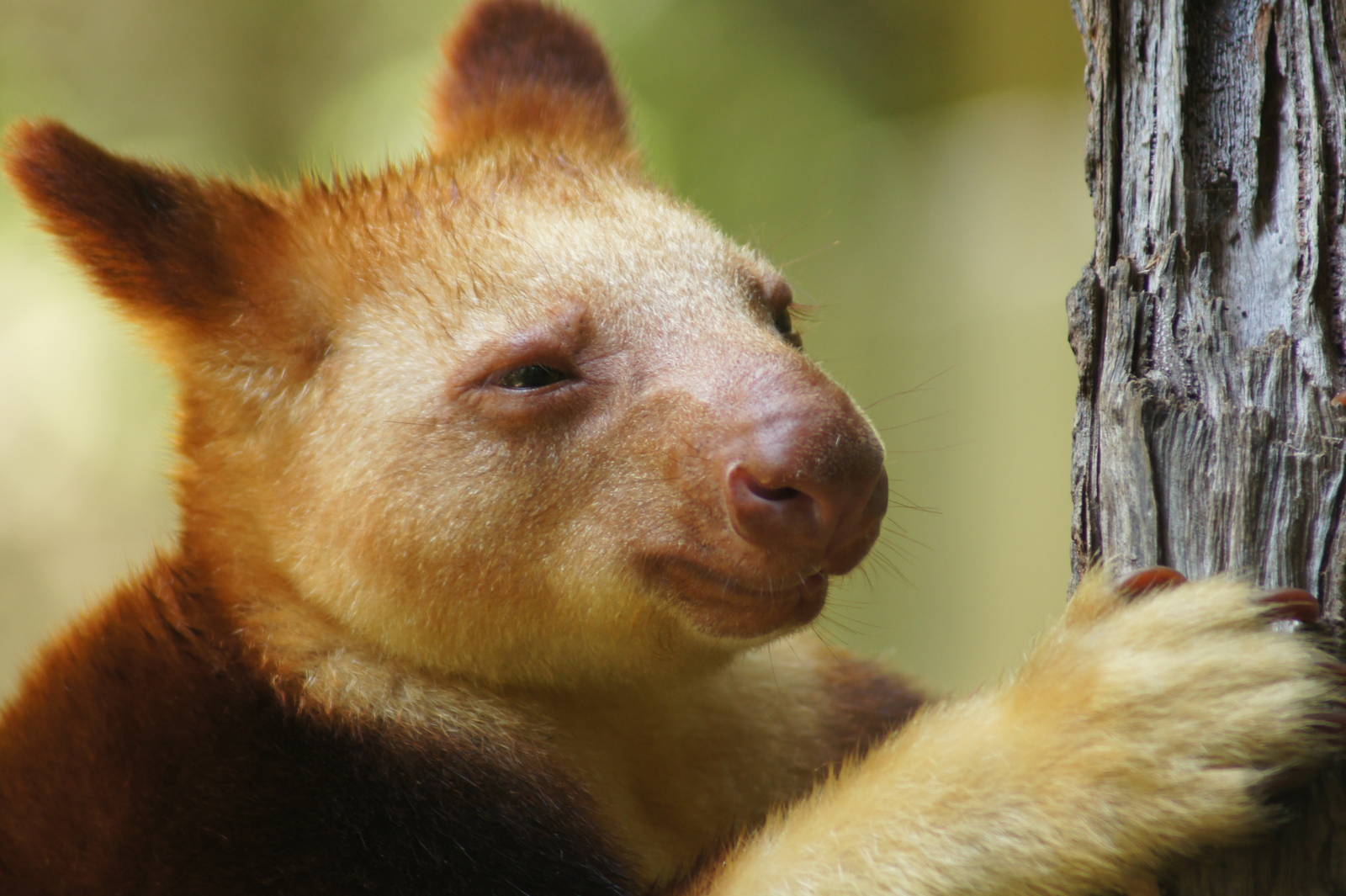 Goodfellow's tree kangaroo