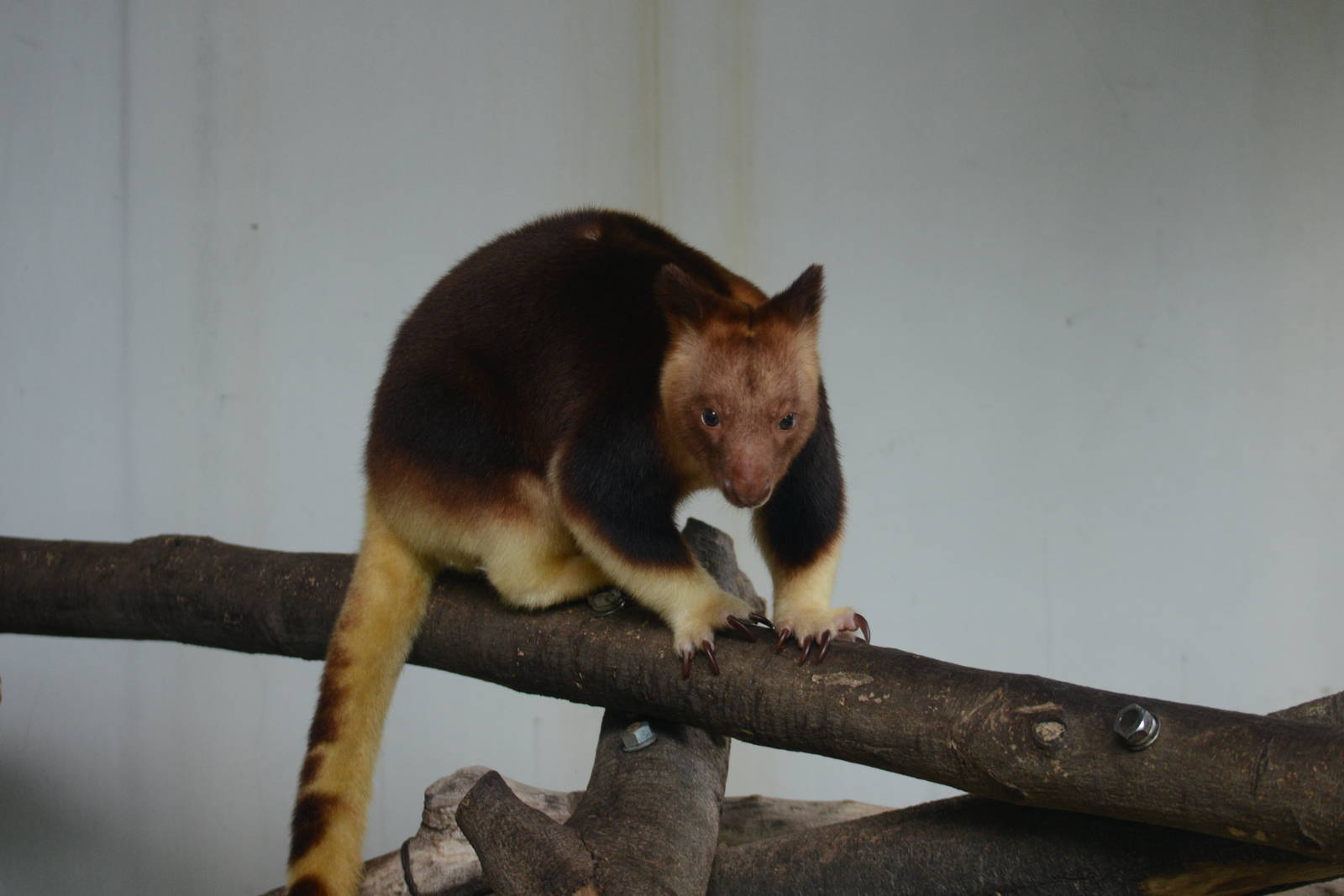 Goodfellow's tree kangaroo