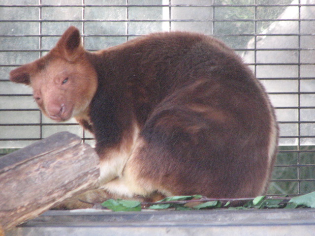Goodfellow's tree-kangaroo