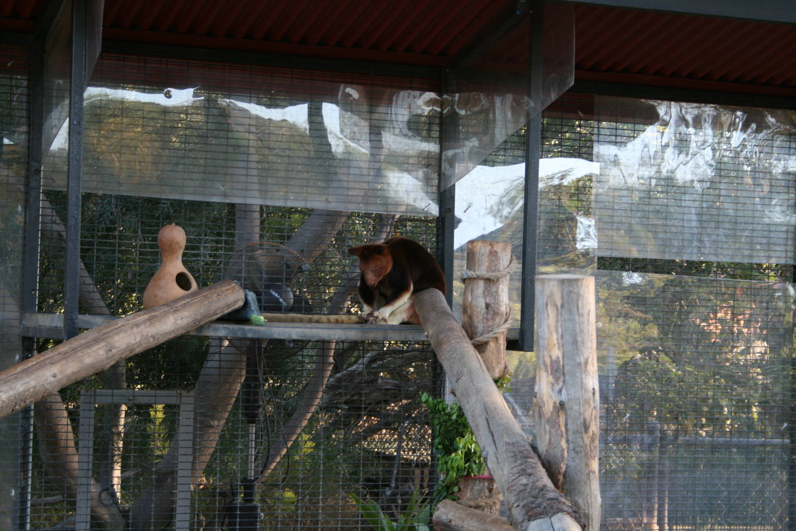 Goodfellow's Tree Kangaroo