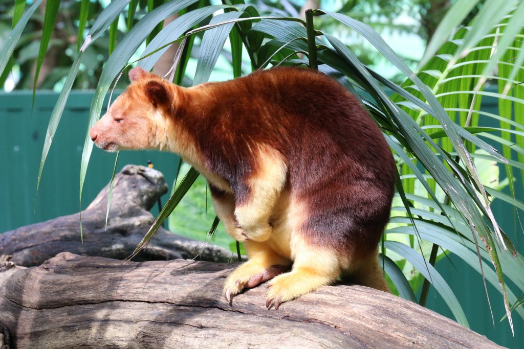 Goodfellow's Tree Kangaroo