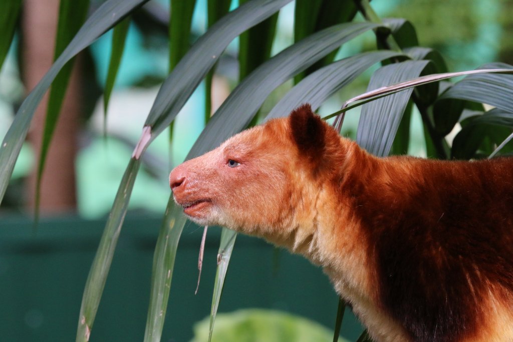 Goodfellow's Tree Kangaroo