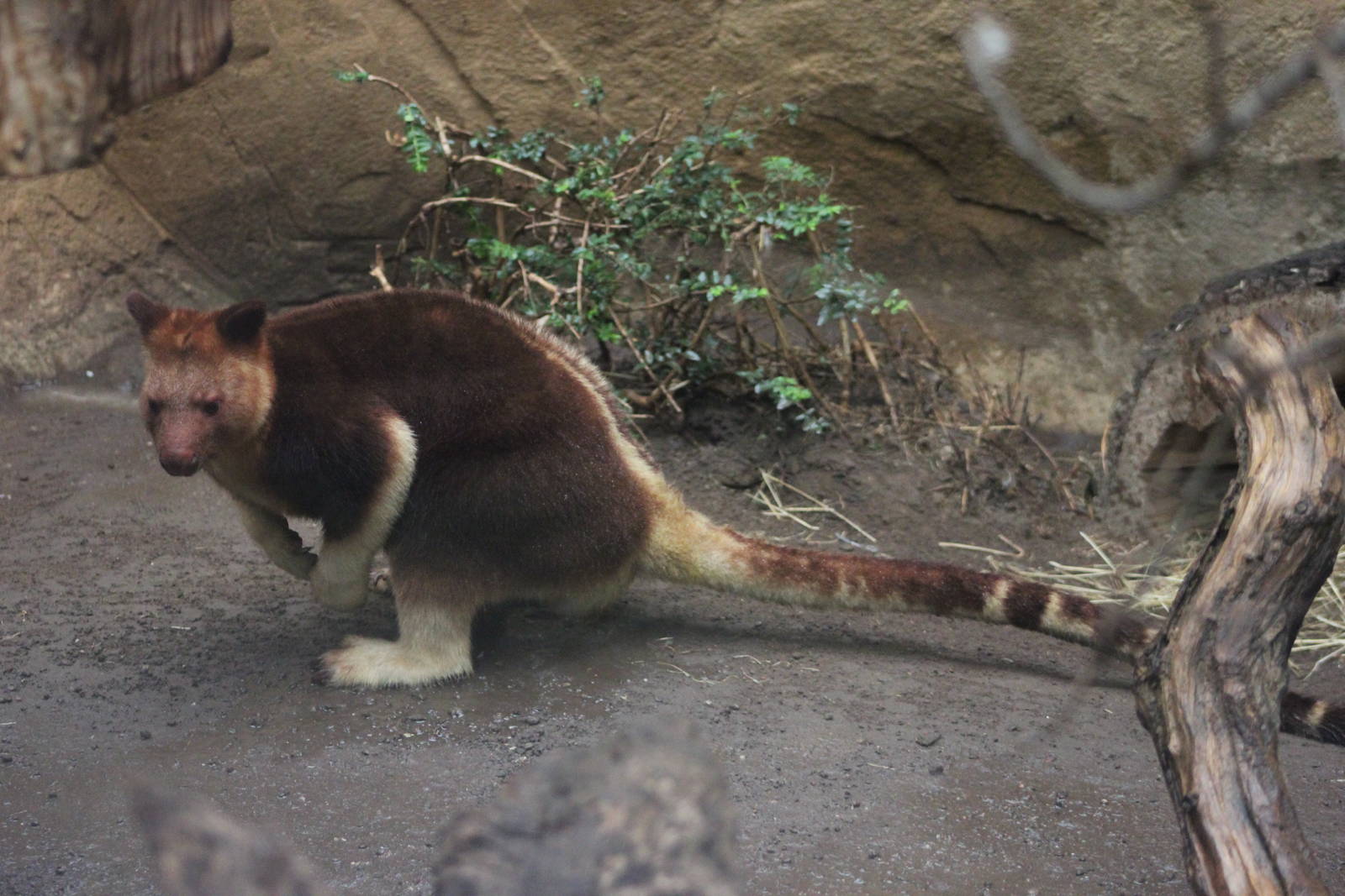 Goodfellow's tree kangaroo