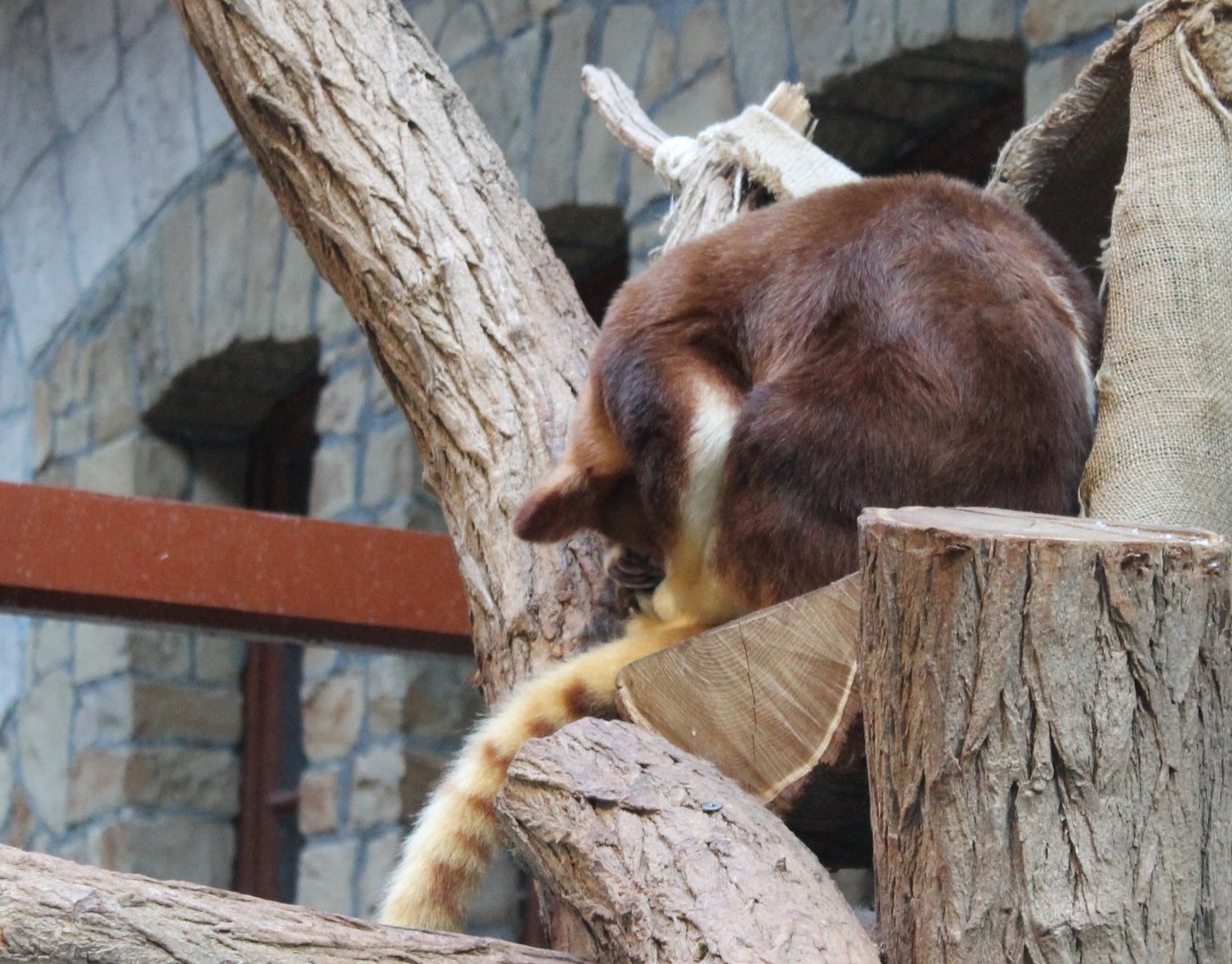 Goodfellow's tree-kangaroo
