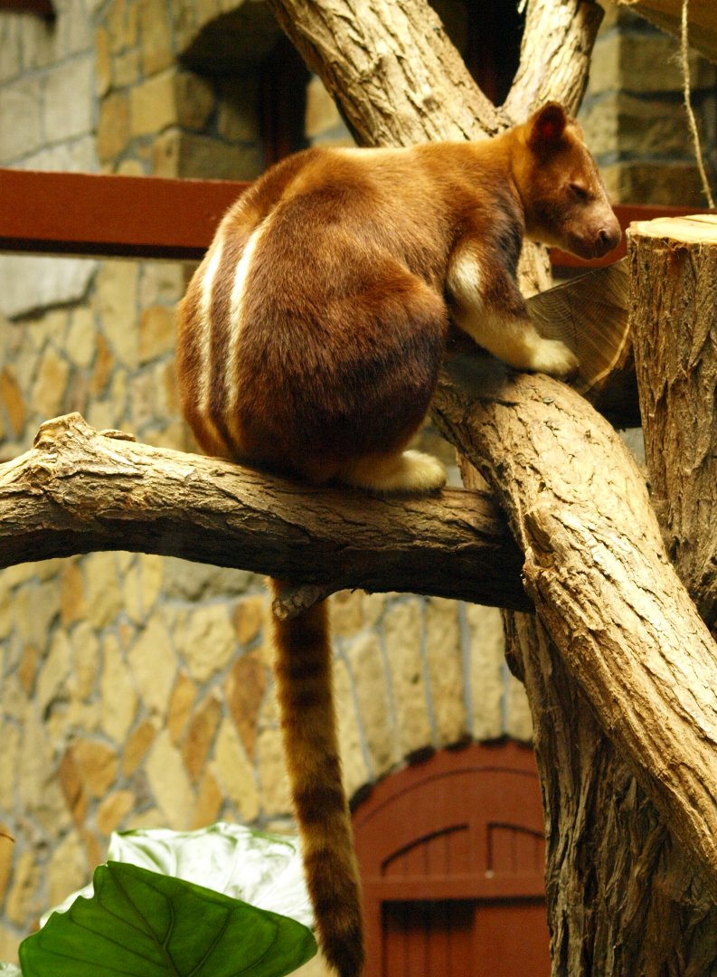 Goodfellow's tree kangaroo