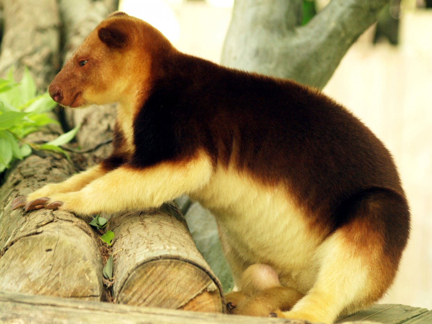 Goodfellow's tree kangaroo