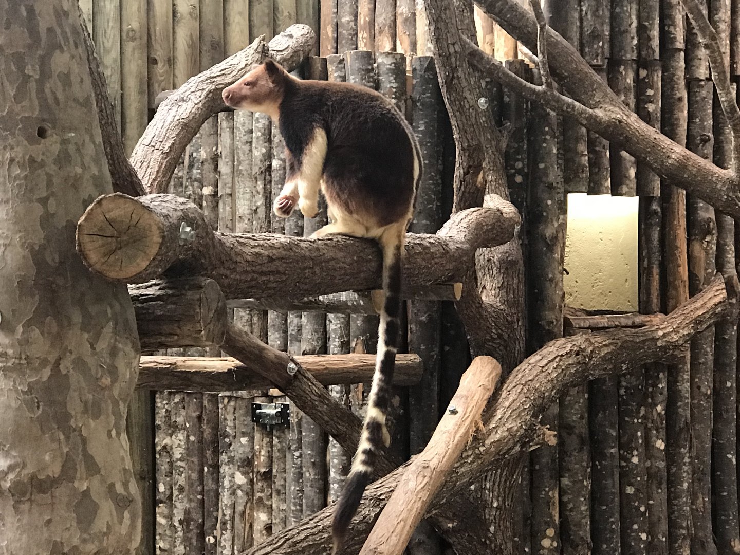 Goodfellow's Tree Kangaroo
