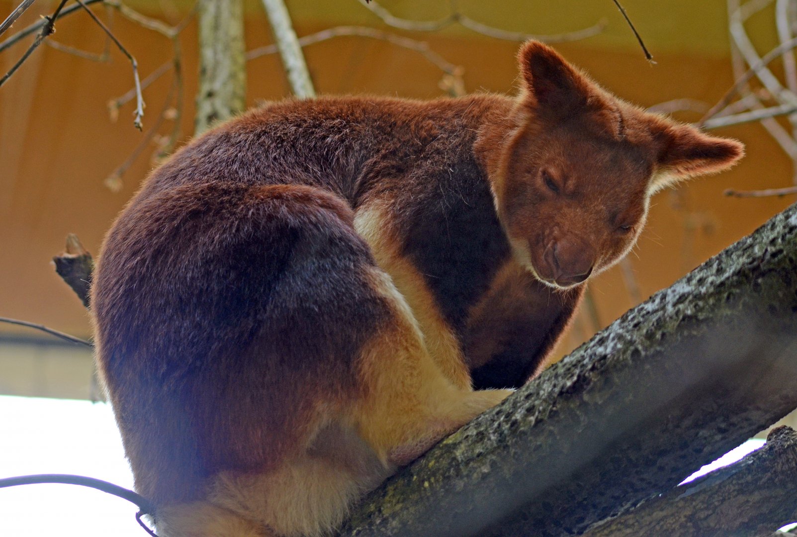 GOODFELLOW'S TREE KANGAROO
