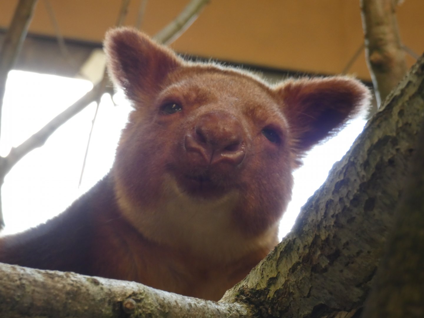 Goodfellow's Tree Kangaroo