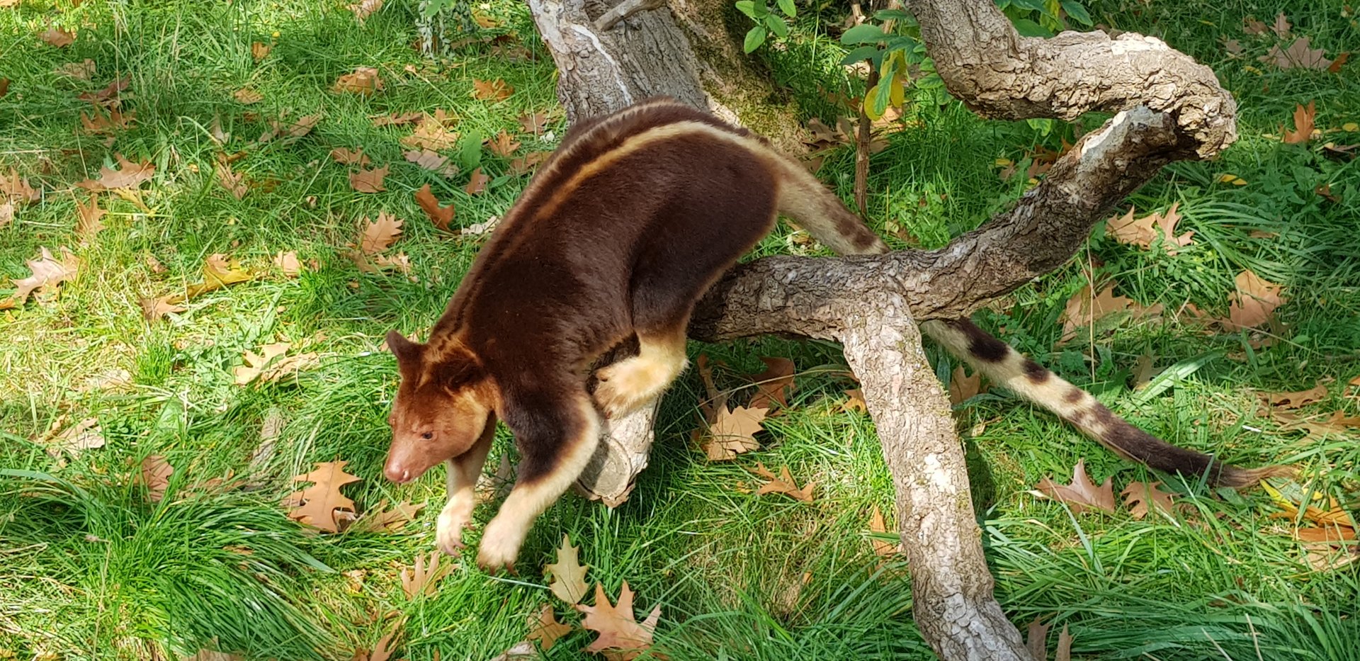 Goodfellows tree kangaroo