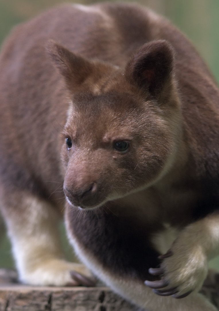 Goodfellow's tree kangaroo