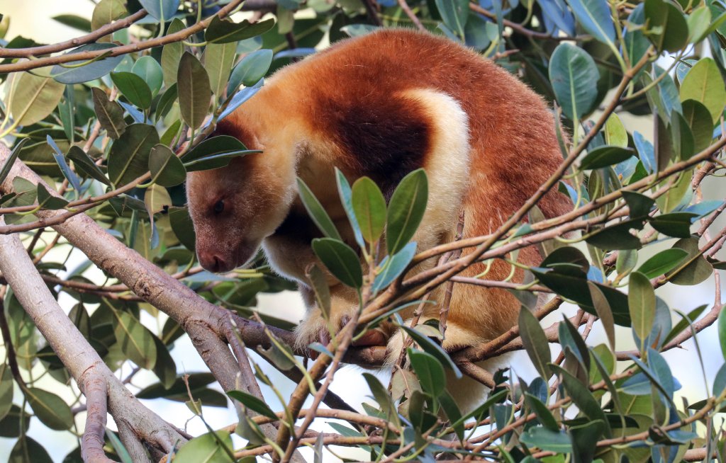 Goodfellows Tree Kangaroo