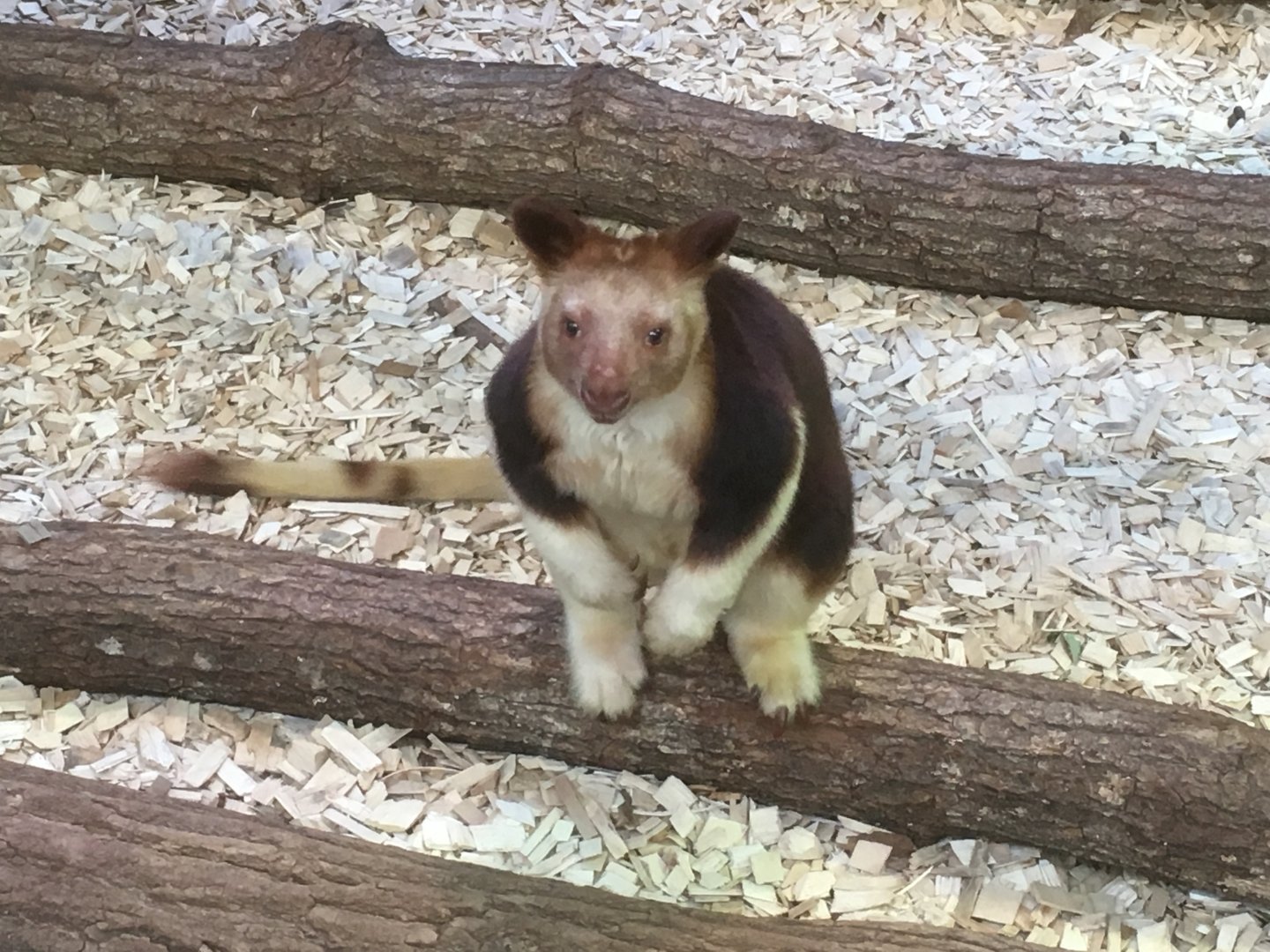 Goodfellow’s tree kangaroo