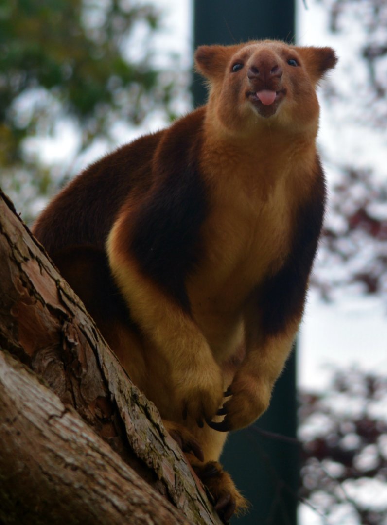 Goodfellow's Tree Kangaroo