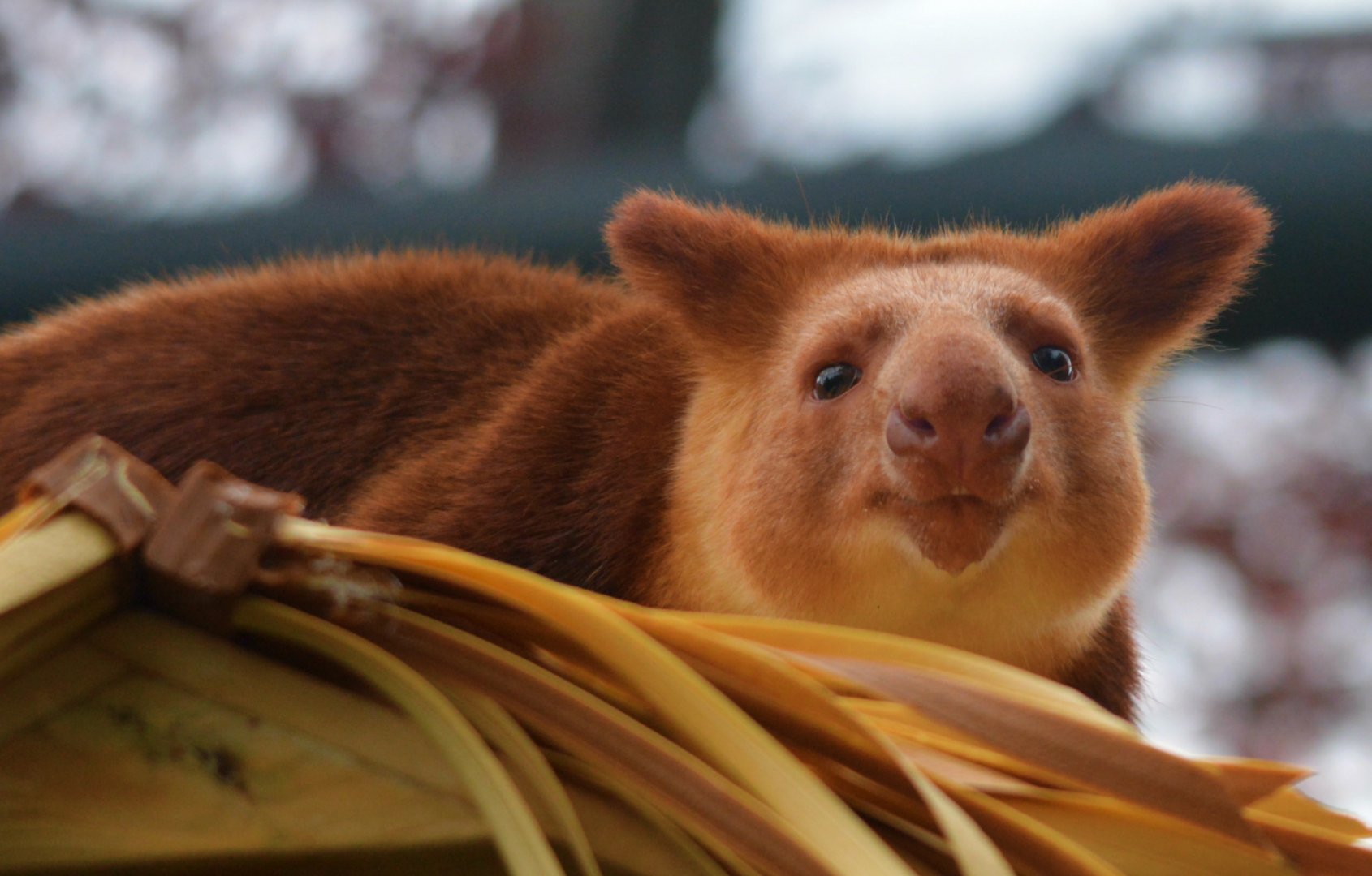 Goodfellow's Tree Kangaroo