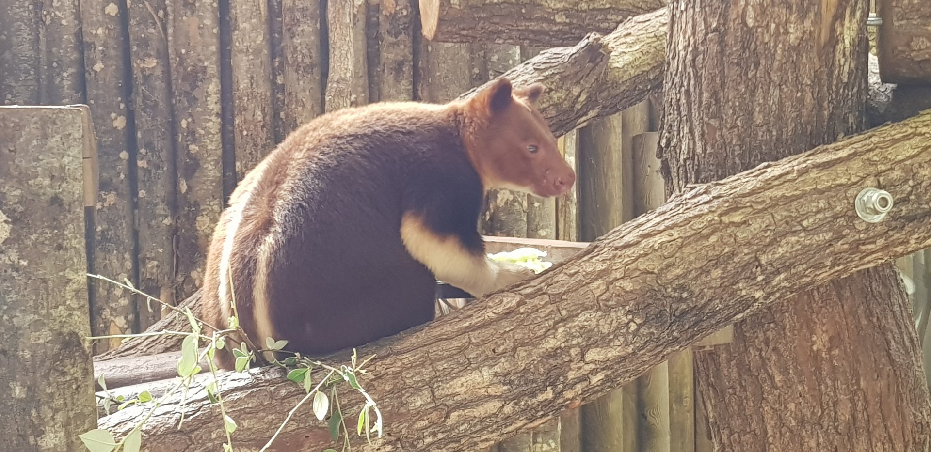 Goodfellows tree kangaroo