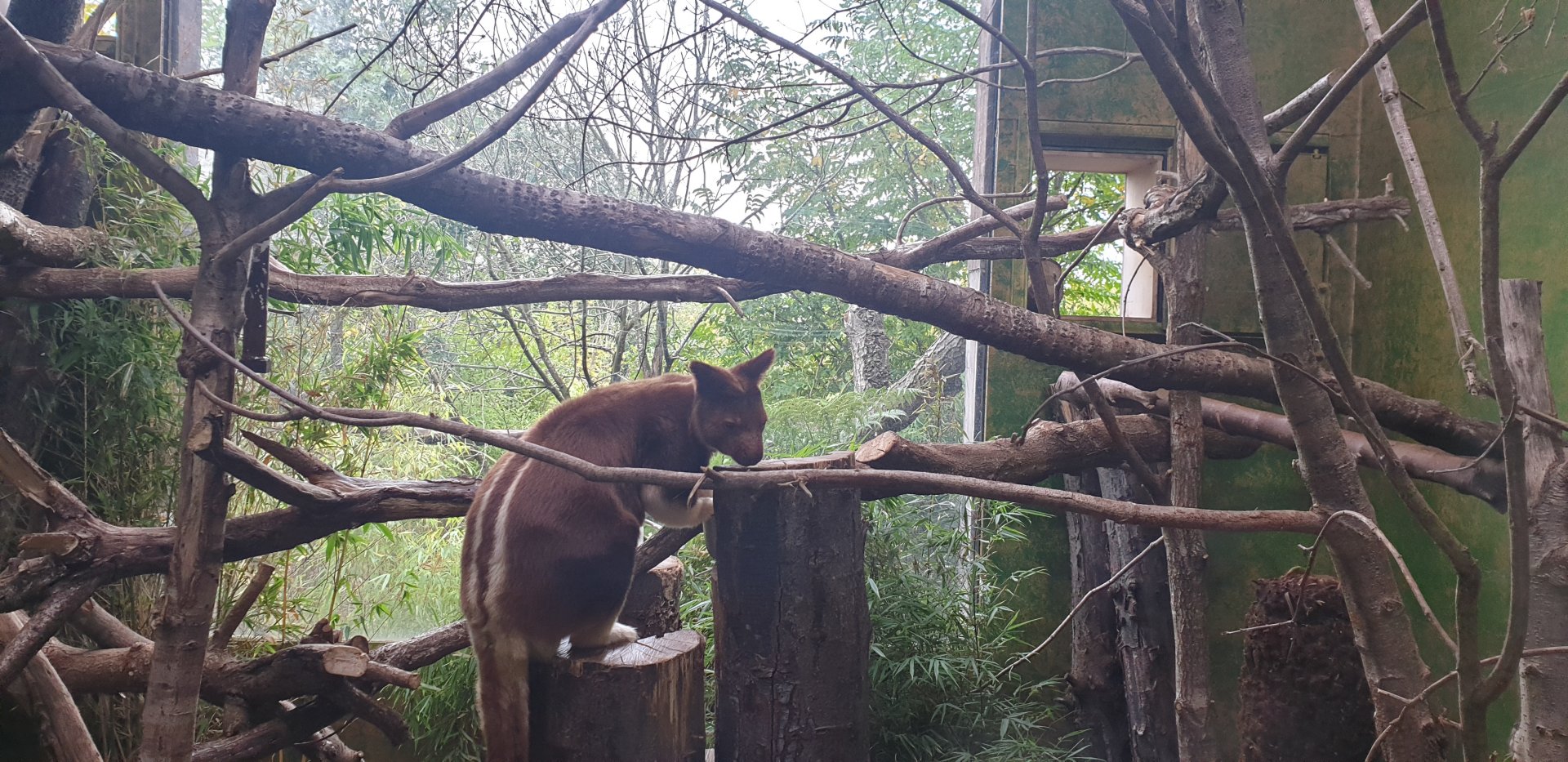 Goodfellow's Tree-kangaroo