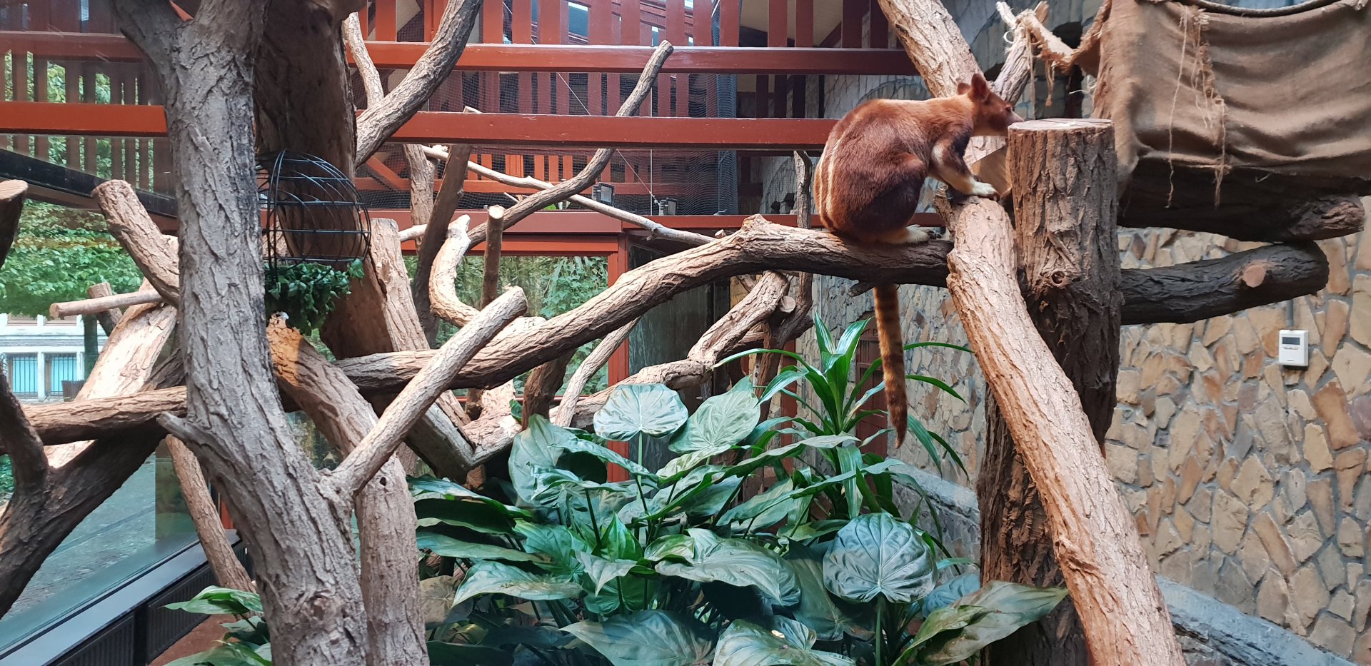 Goodfellow's Tree-kangaroo