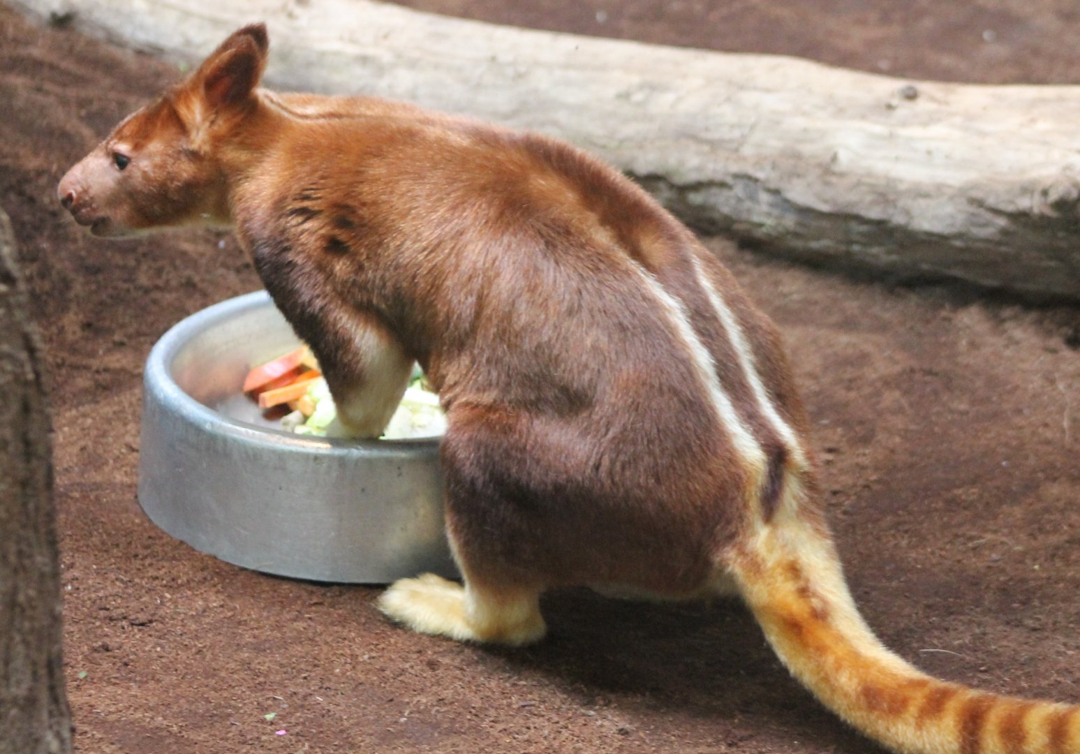 Goodfellow's tree kangaroo