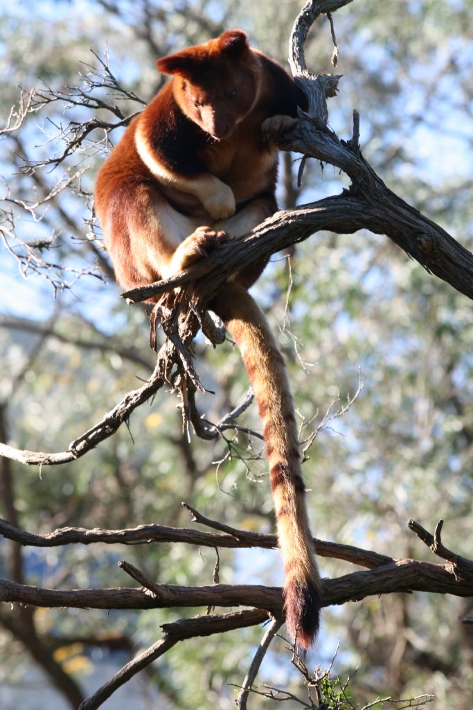 Goodfellows Tree Kangaroo