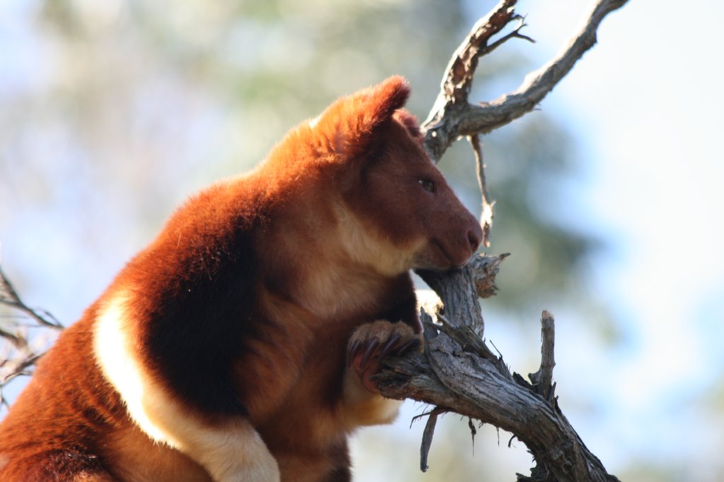 Goodfellows Tree Kangaroo