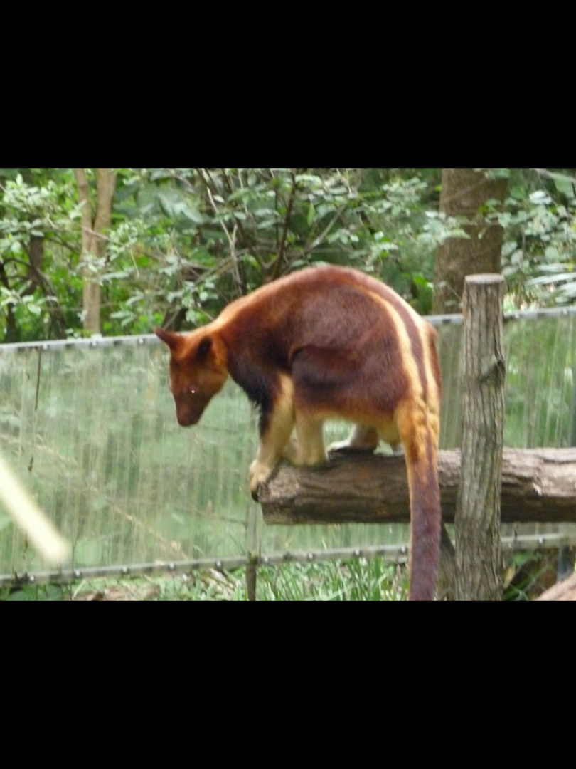 Goodfellows Tree Kangaroo