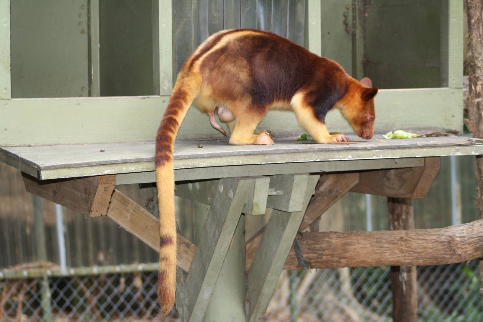 Goodfellows Tree Kangaroo