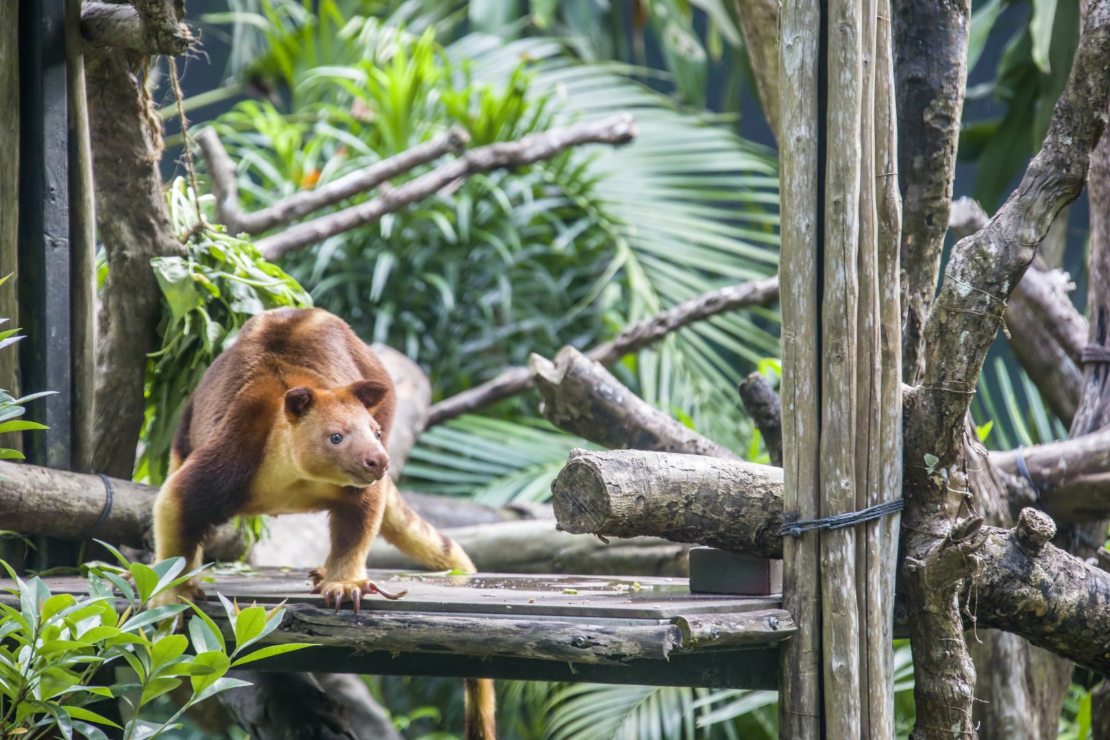 Goodfellow's tree-kangaroo