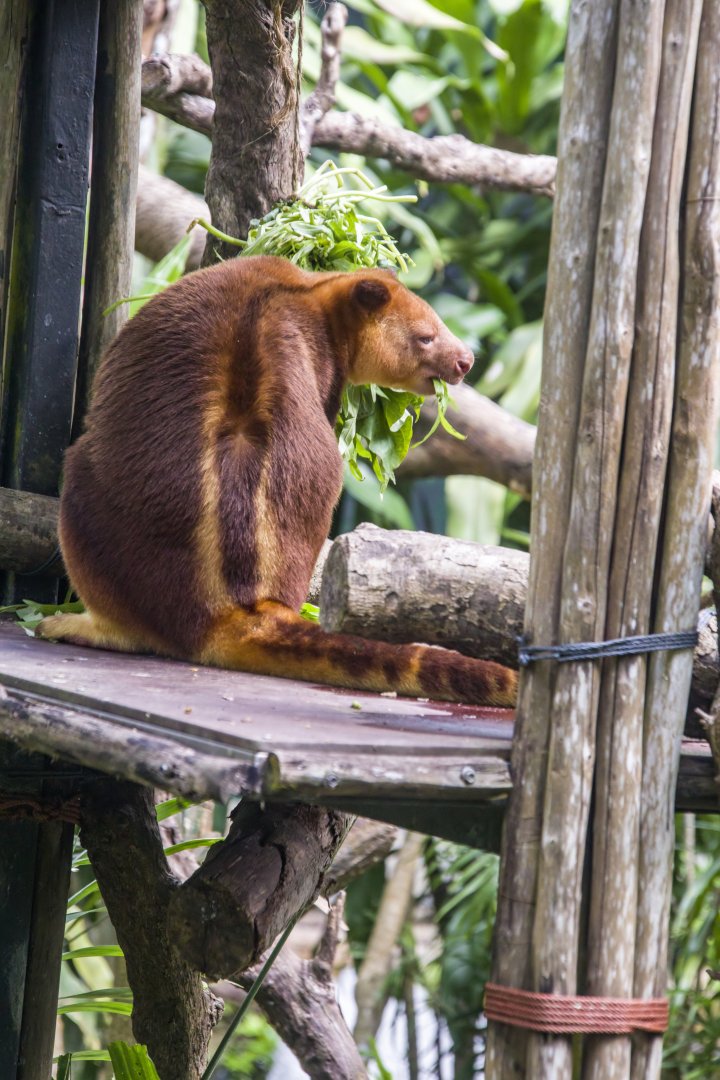 Goodfellow's tree-kangaroo