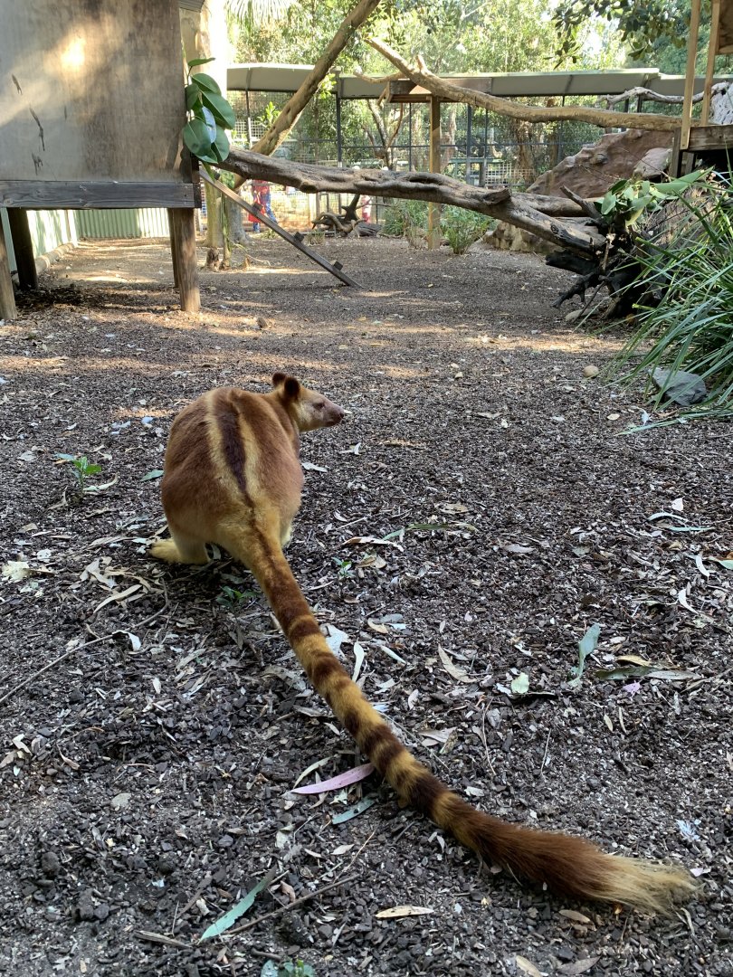 Goodfellow's Tree Kangaroo