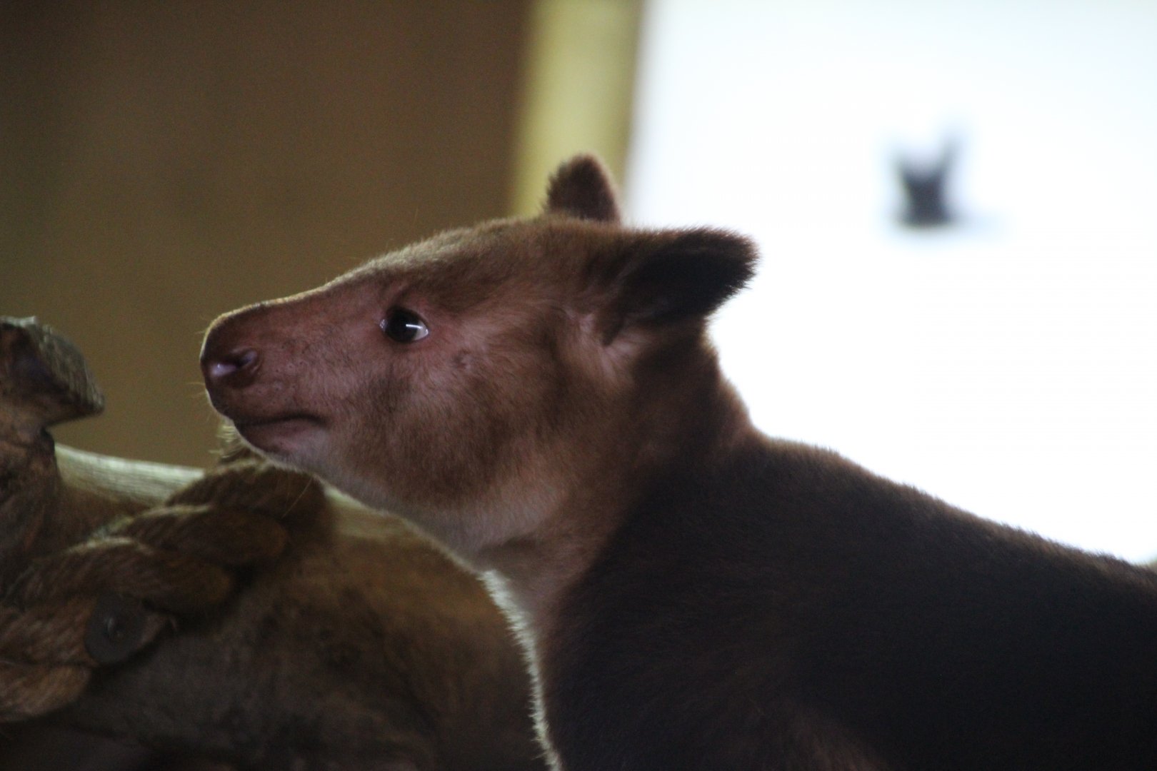Goodfellow's Tree Kangaroo