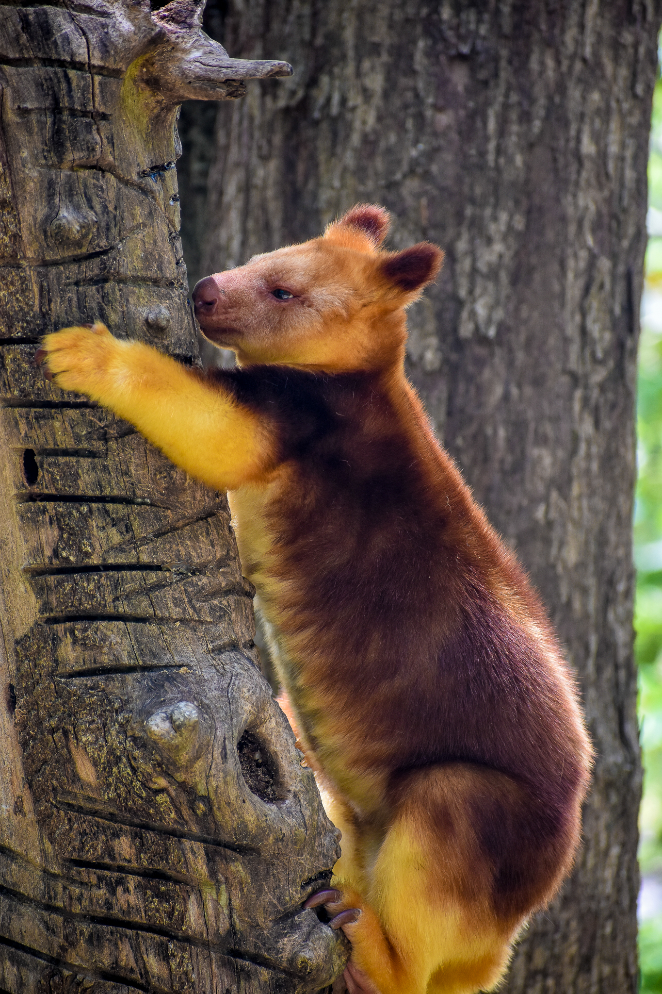 Goodfellow's Tree-kangaroo
