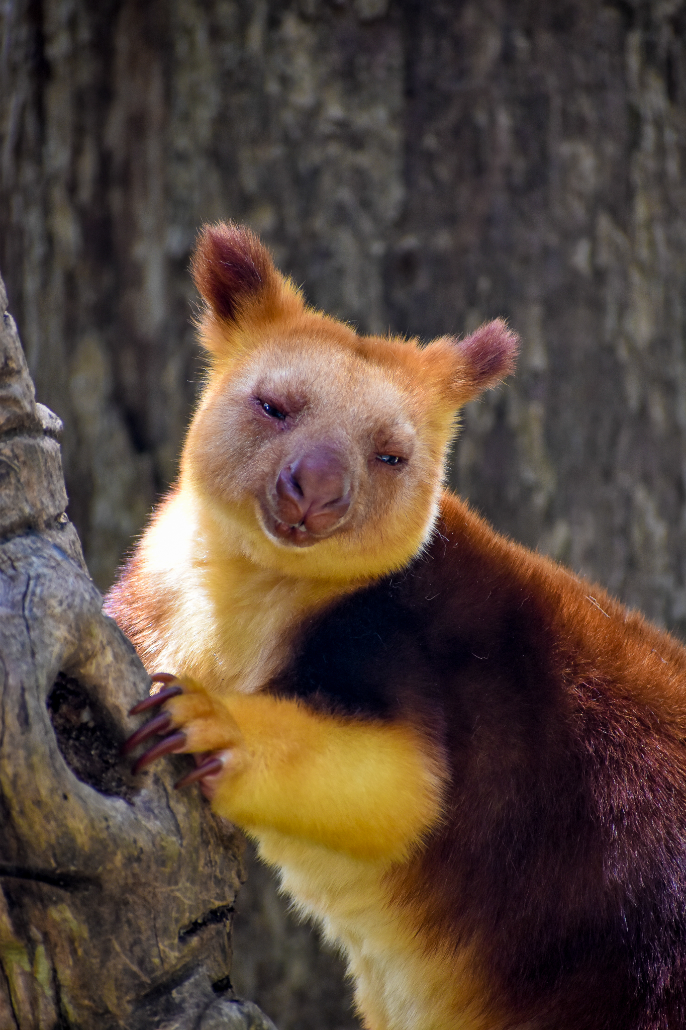 Goodfellow's Tree-kangaroo