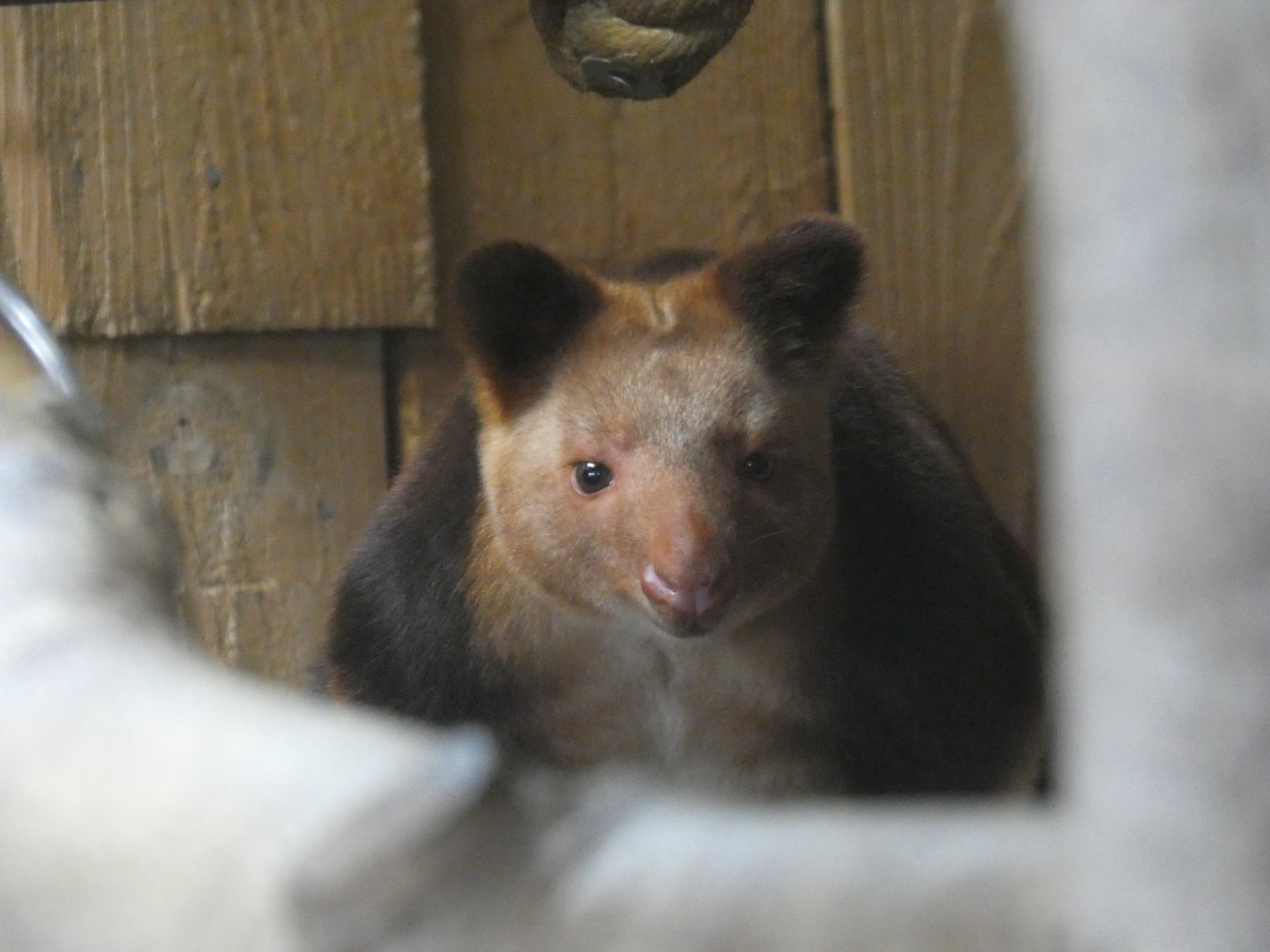 Goodfellow's tree-kangaroo