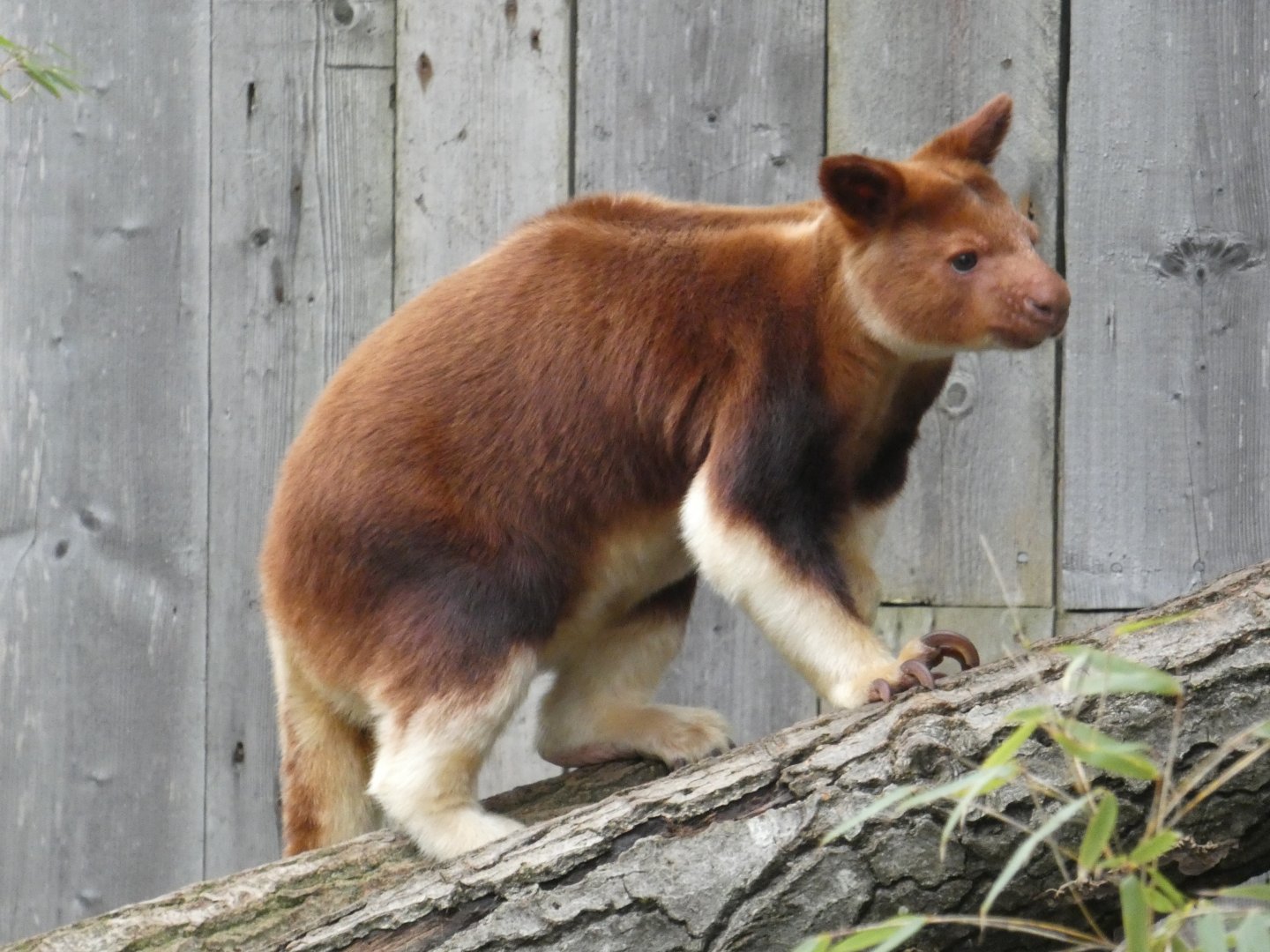 Goodfellow's tree kangaroo