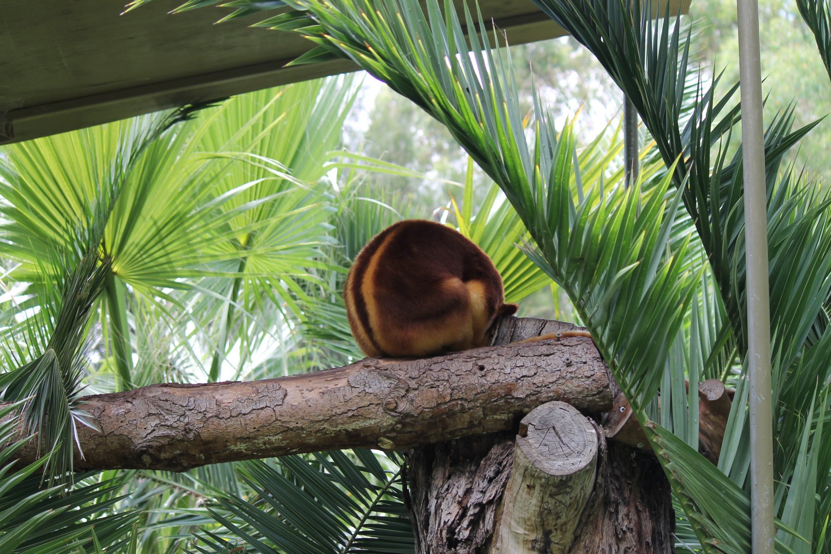 Goodfellow's Tree Kangaroo