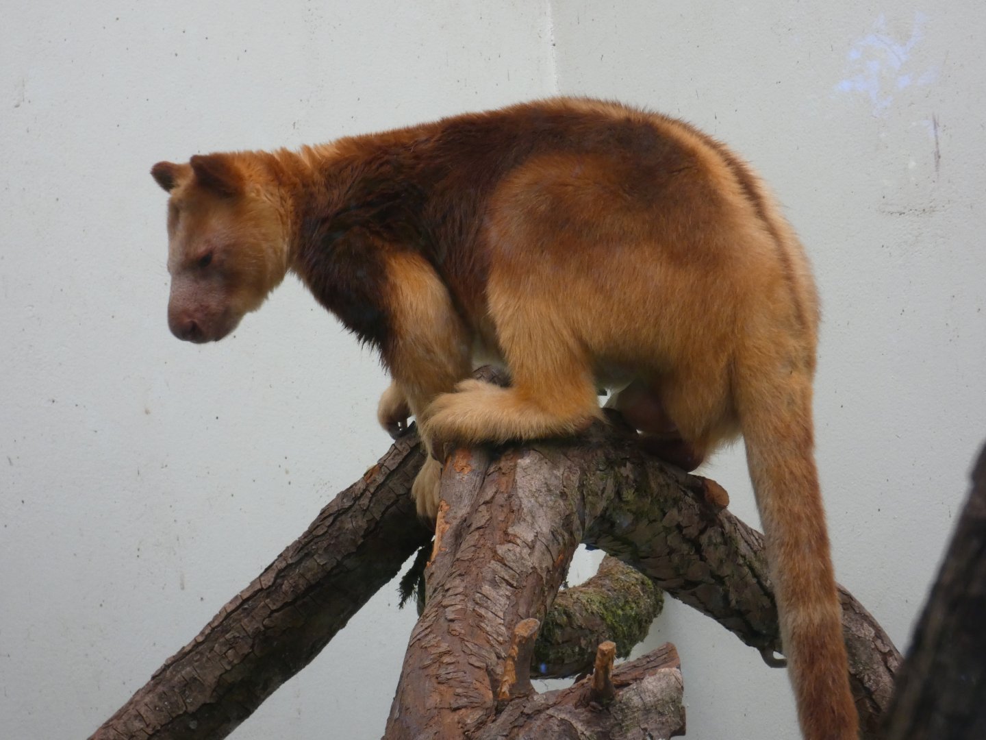 Goodfellow's tree kangaroo