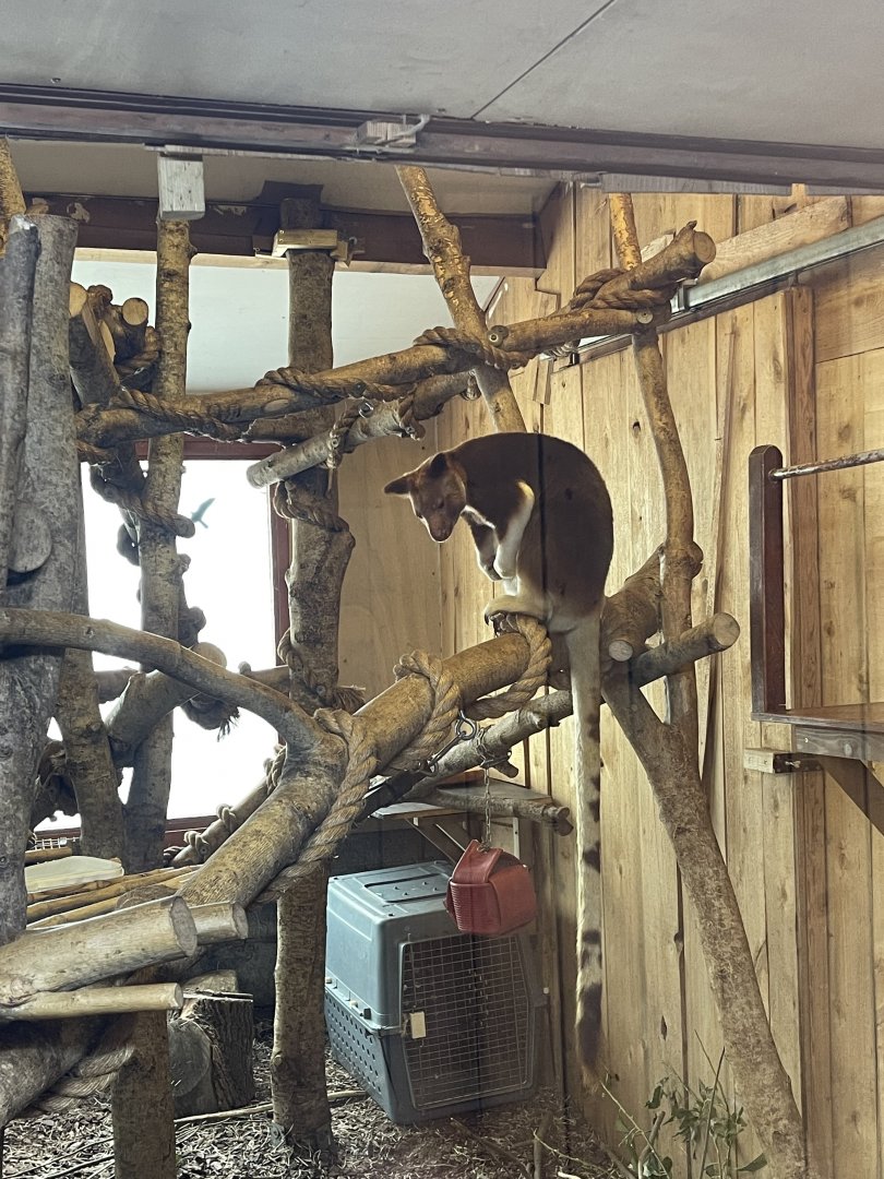 Goodfellows tree kangaroo