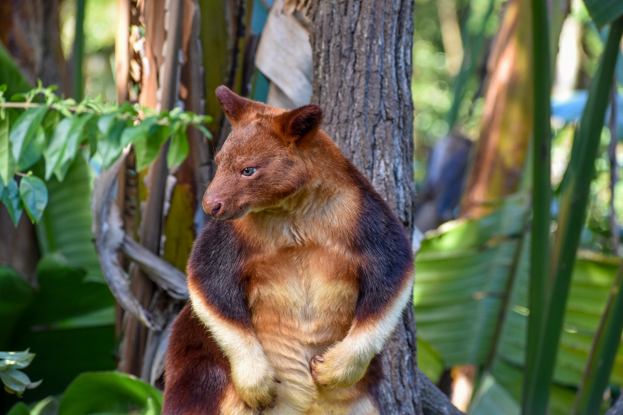 Goodfellow's Tree-Kangaroo