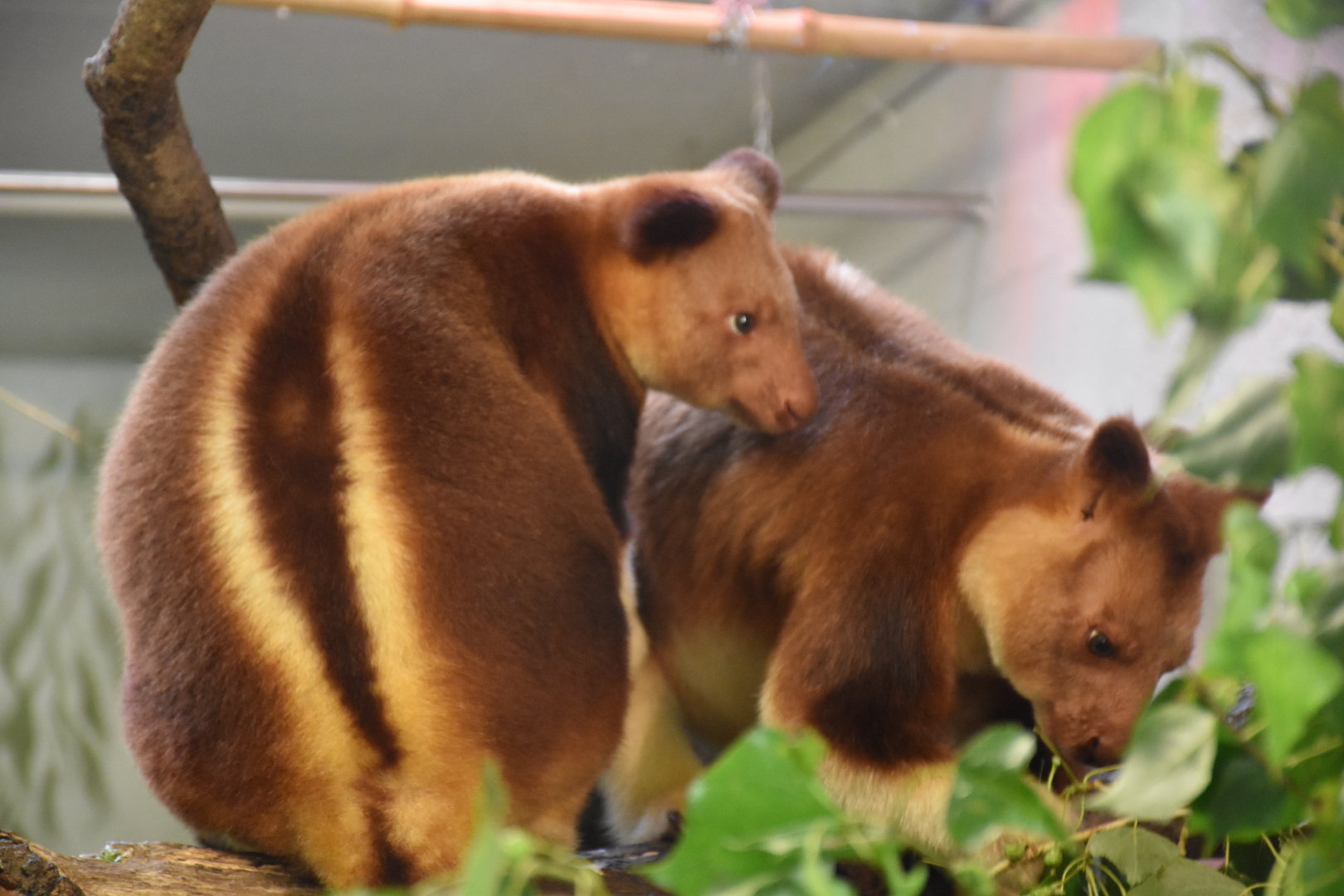 Goodfellow's Tree-kangaroo