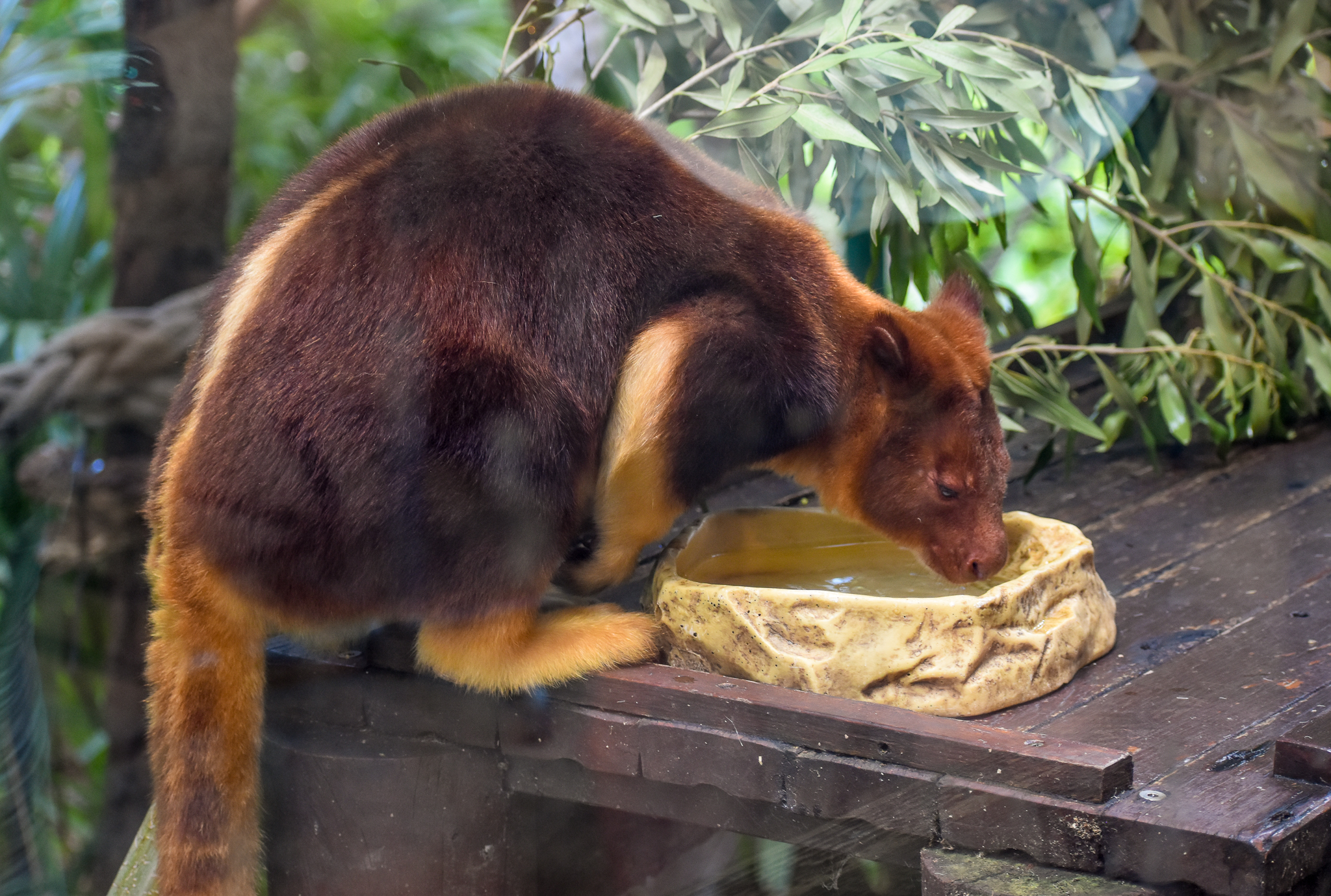 Goodfellow's Tree-Kangaroo