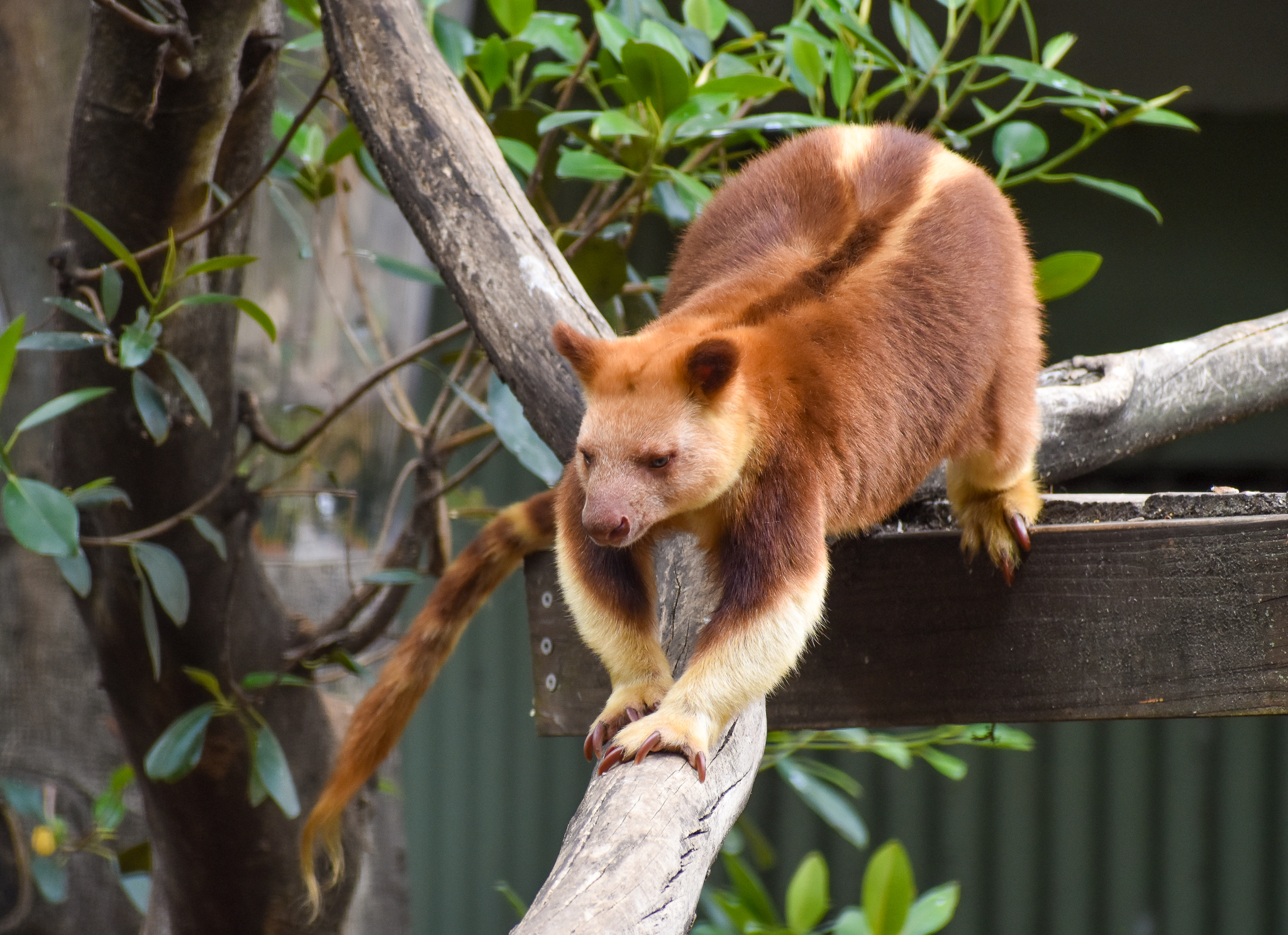 Goodfellow's Tree-Kangaroo