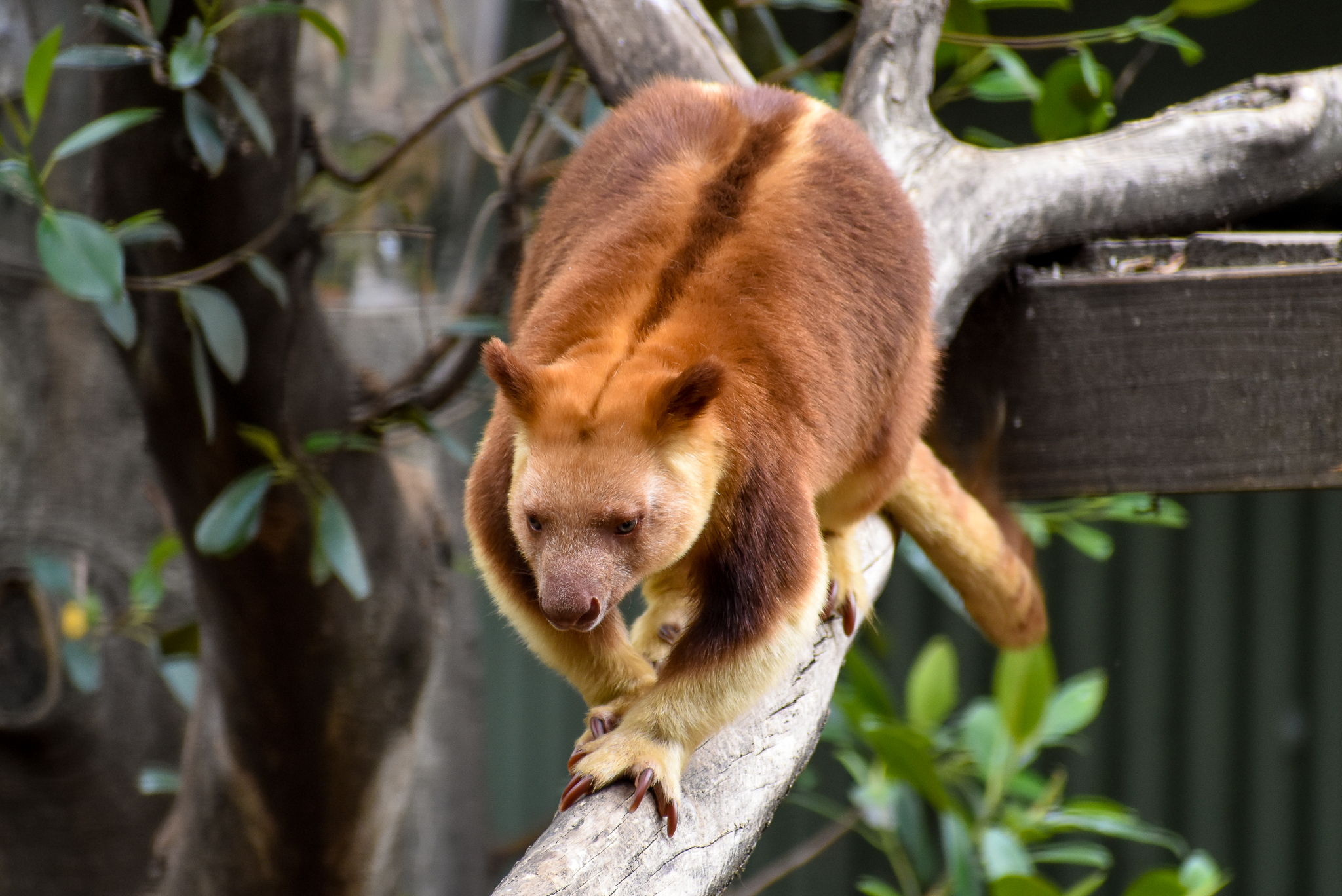 Goodfellow's Tree-Kangaroo