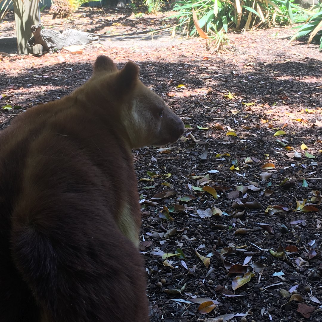 Goodfellow's Tree Kangaroo