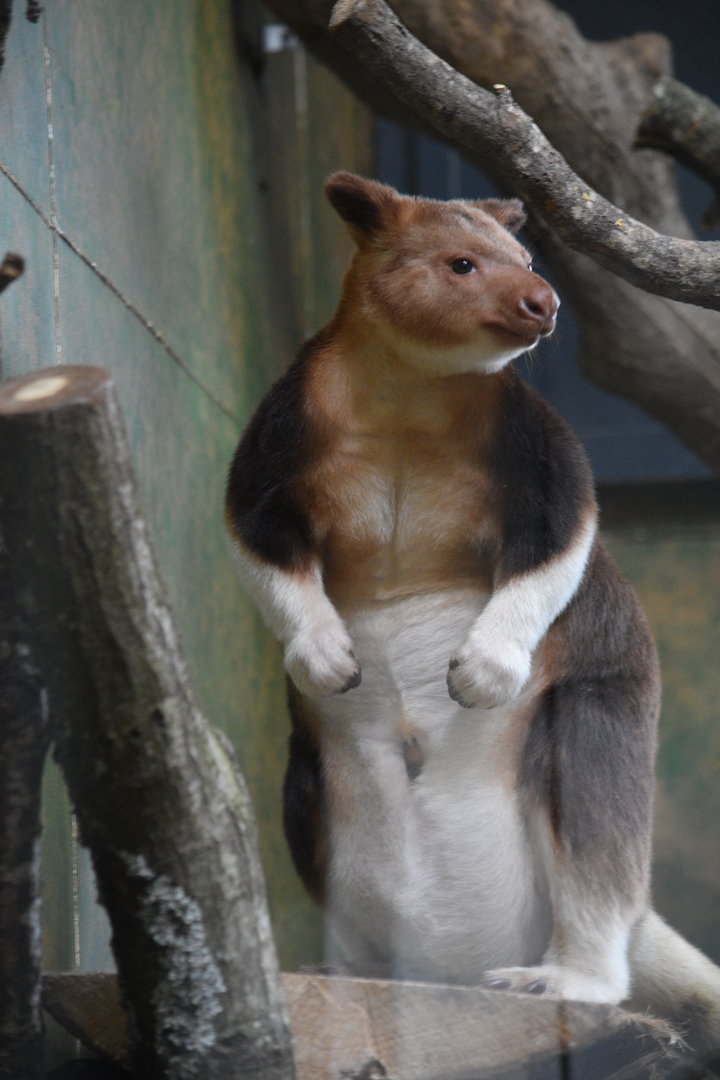 Goodfellow's tree-kangaroo