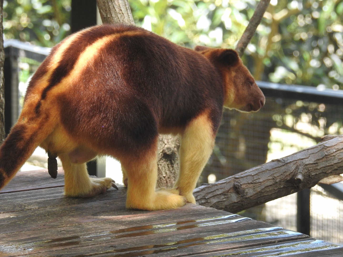 Goodfellow's Tree-Kangaroo