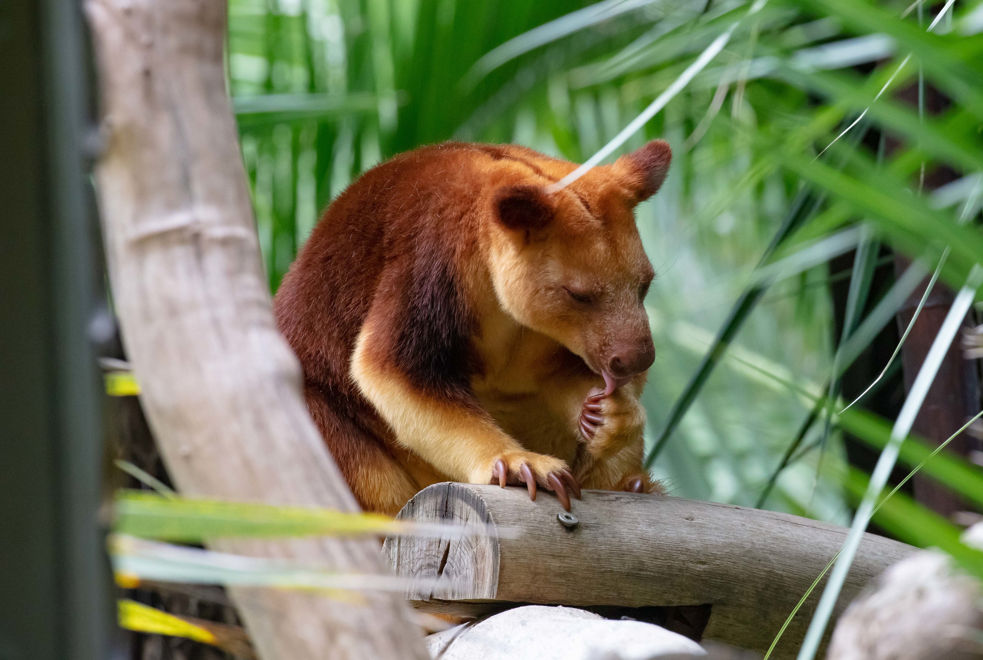 Goodfellow's Tree Kangaroo
