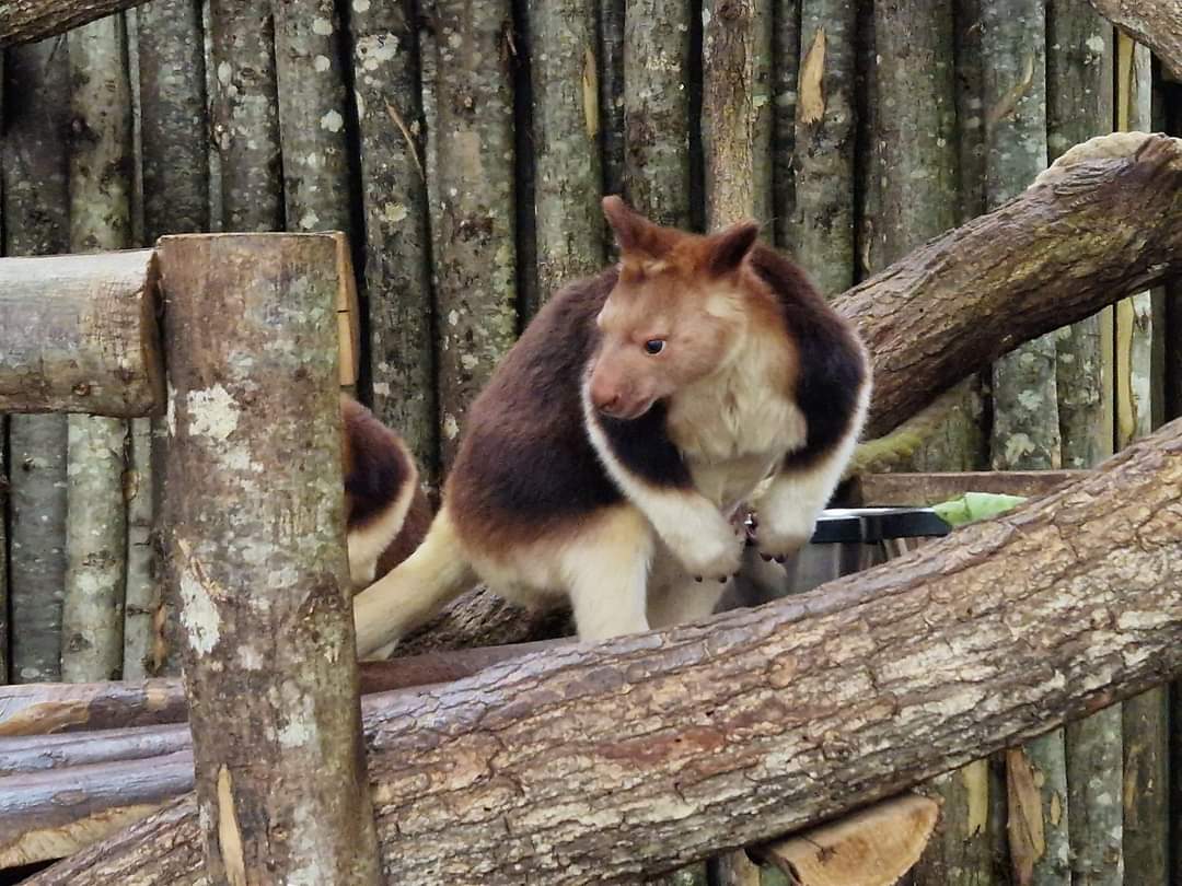 Goodfellow's Tree-Kangaroo