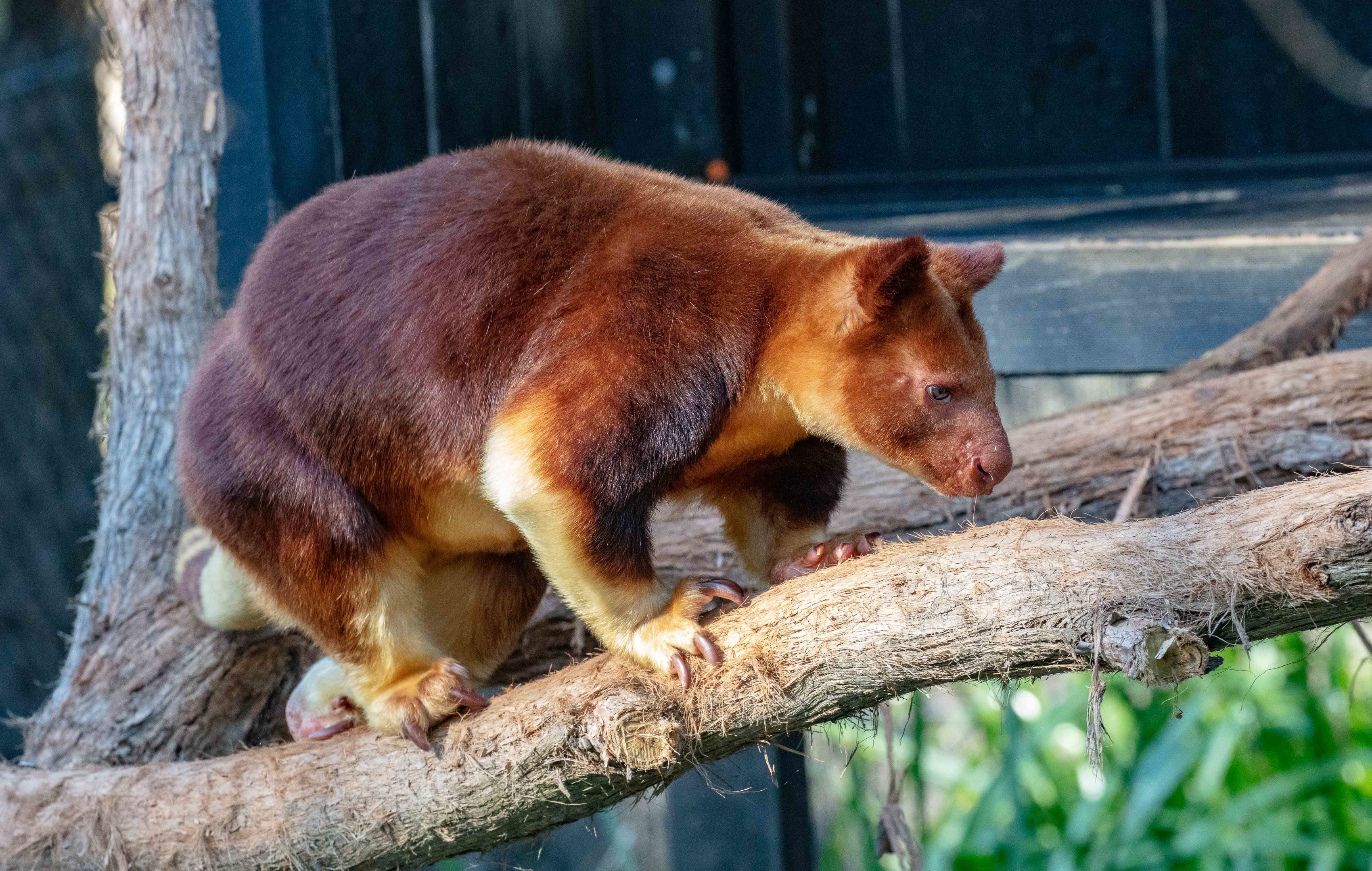 Goodfellow's Tree Kangaroo