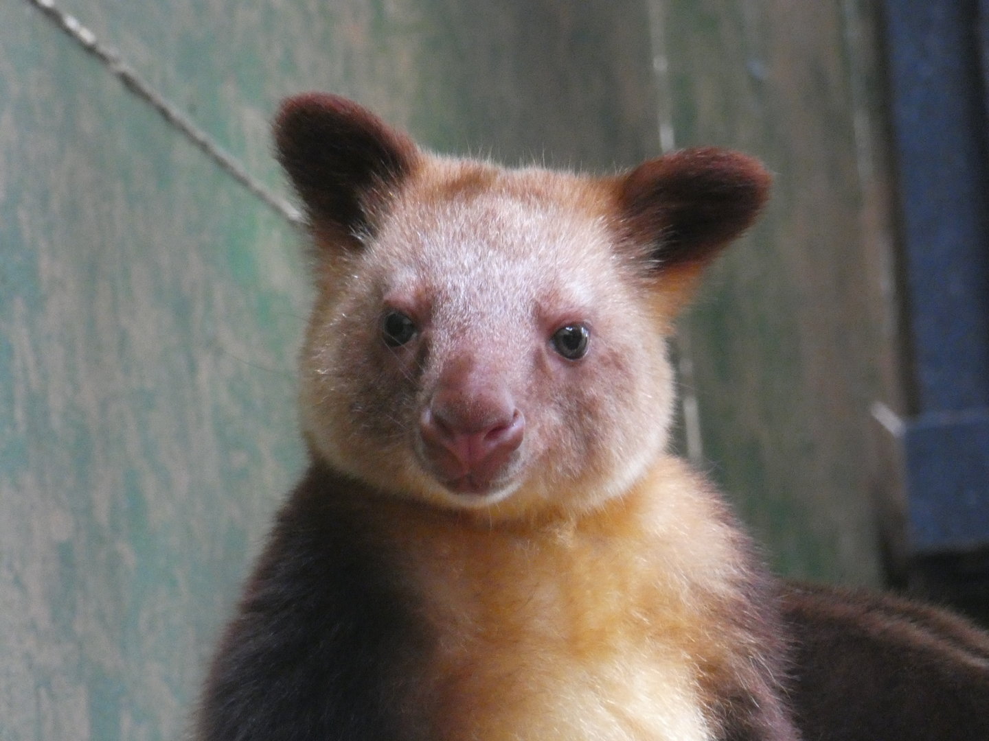 Goodfellow's tree kangaroo